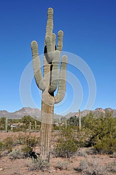 Saguaro Cactus