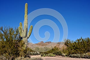 Saguaro Cactus