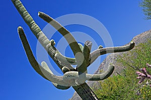 Saguaro Cactus