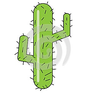 Saguaro Cactus