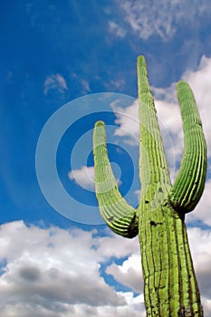 Saguaro Cactus 2