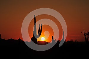 Saguaro cactus