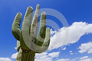 Saguaro Cactus