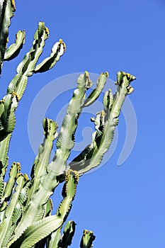 Saguaro cactus