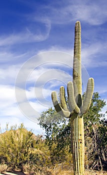 Saguaro Cactus