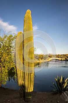 Saguaro Cactus