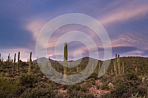 Saguaro Cactus