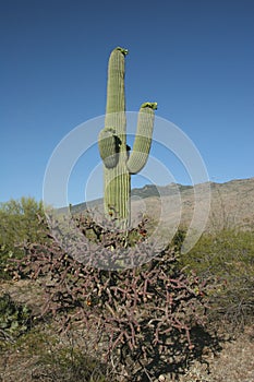 Saguaro cactus