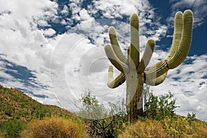 Saguaro cactus.