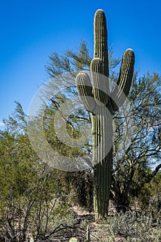 Saguaro cactus