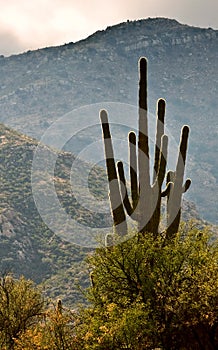 Saguaro Cactus