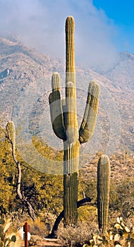 Saguaro Cactus