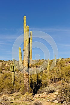 Saguaro cactus