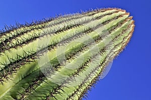 Saguaro cactus