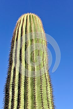 Saguaro cactus