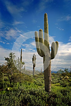 Saguaro Cactus 9