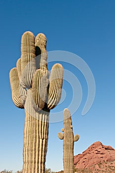 Saguaro Cactus