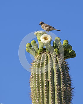 Saguaro Cactus