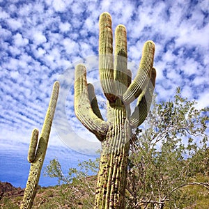 Saguaro cactus against blue Arizona sky