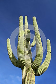 Saguaro Cactus against blue sky