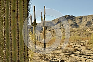 Saguaro Cactus against desert landscape