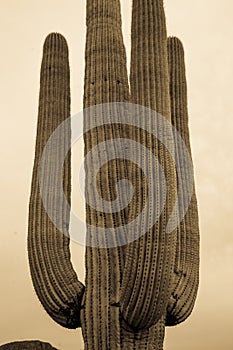 Saguaro Cactus against sky