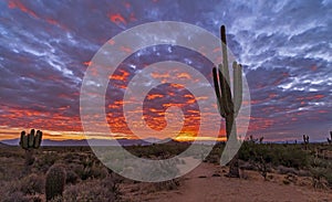 Saguaro Cactus Along A Desert Hiking Trail At Sunrise