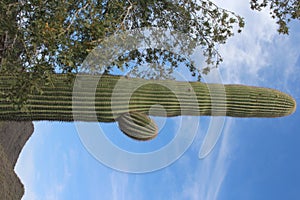 Saguaro Cactus in Arizona