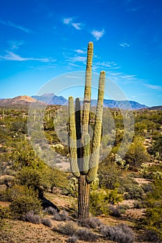 Saguaro cactus in Arizona