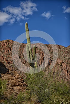 Saguaro cactus in arizona with a blue sky