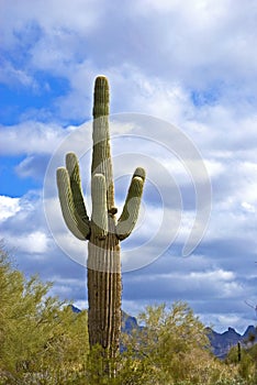 Saguaro Cactus in Arizona Desert