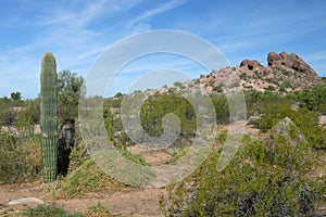 A saguaro cactus in the Arizona desert