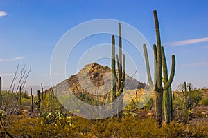 Saguaro Cactus In Arizona Desert