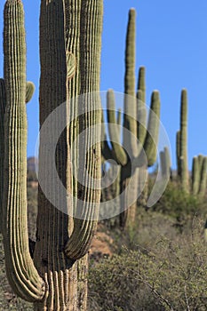 Saguaro Cactus in the Arizona Desert