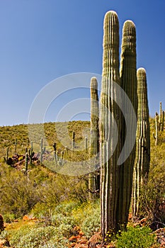 Saguaro Cactus on the Arizona Desert