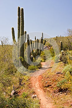 Saguaro Cactus on the Arizona Desert