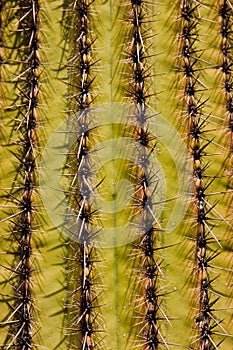 Saguaro Cactus on the Arizona Desert