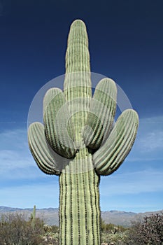 Saguaro Cactus at Arizona Desert