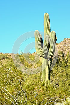 Saguaro Cactus (Arizona Desert)