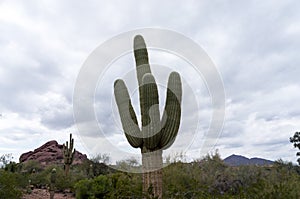 Saguaro Cactus - Arizona Desert