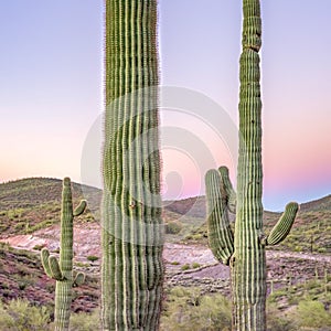 Saguaro cactus in the Arizona desert at sunset