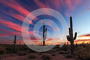 Saguaro Cactus and Arizona desert sunset sky