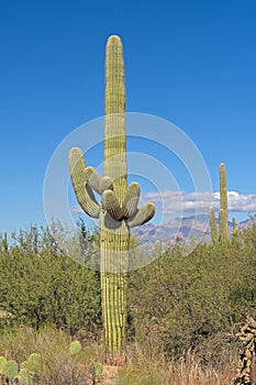 Saguaro Cactus in the Autumn Desert