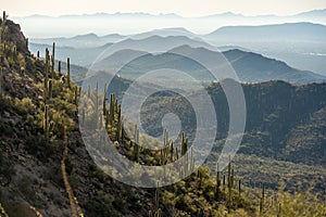 Saguaro Cactus Are Backlit By Bright Morning Sun In The Tucson Mountains