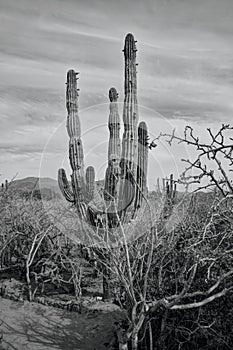 Saguaro Cactus in Baja Desert Scrub Outside of Cabo San Lucas