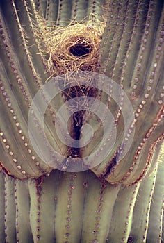 Saguaro Cactus and Bird Nest