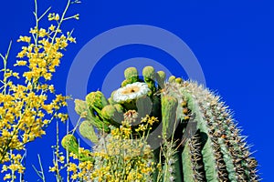 Saguaro Cactus in Bloom, Arizona