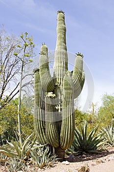 Saguaro Cactus Blooming