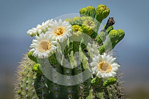 Saguaro Cactus Blooms