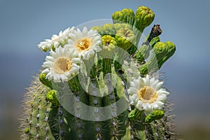 Saguaro Cactus Blooms photo